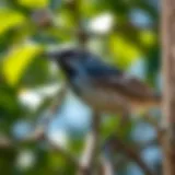 Natural Bird Deterrents: A Comprehensive Guide Introduction