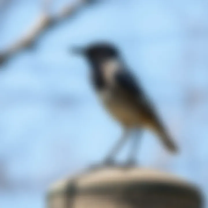 Notable Natural Bird Deterrents: A Comprehensive Guide