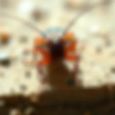 Eco-friendly solutions for pest control