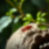 Natural repellents for cockroach control