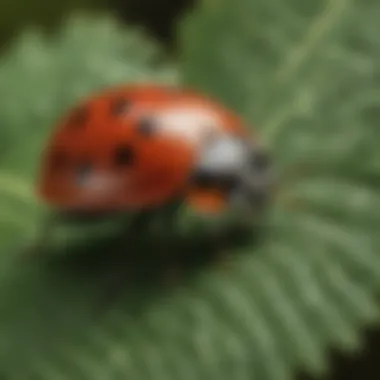 A close-up of a ladybug on a leaf, symbolizing natural pest control