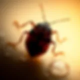 Navigating Bed Bug Litigation: Legal Perspectives and Insights Introduction