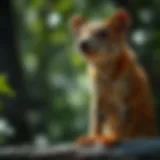 Navigating Wildlife Management: The Role of Adcock Wildlife Removal Introduction