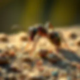 No Spill Ant Kill Reviews: A Comprehensive Exploration Introduction