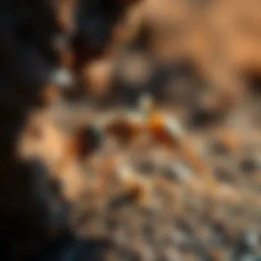 No Spill Ant Kill Reviews: A Comprehensive Exploration Summary