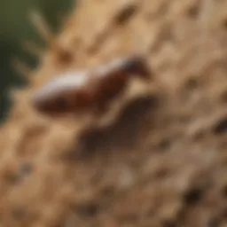 Close-up of a termite in its natural habitat