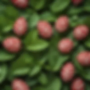 Vivid Peppermint Leaves Fresh peppermint leaves showcasing their vibrant green color and texture