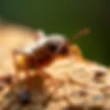 Close-up of a common pest found in Canton, Ohio