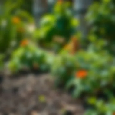 Sustainable Practices in Pest Control A garden showcasing sustainable pest control practices.