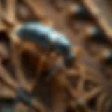 Common household pests in Wabash, Indiana