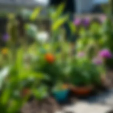 Healthy garden environment free from pests