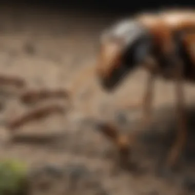 Common Pests in North Wales Close-up of common pests found in North Wales, such as ants and termites.
