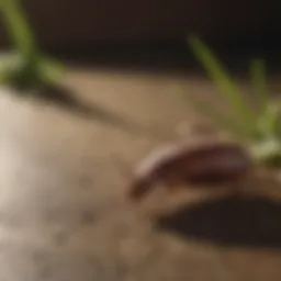 Common pests found in Phoenixville