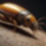 Common pests found in Tampa homes