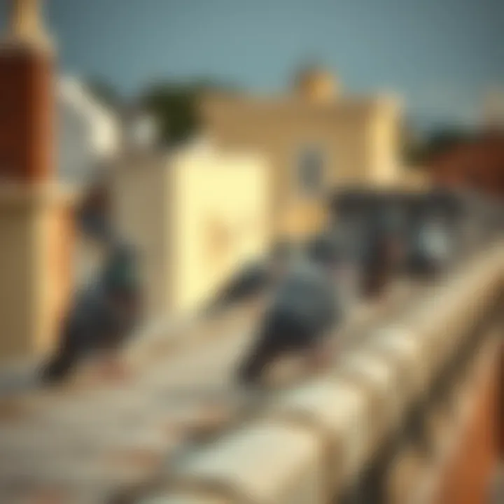 Physical barriers preventing pigeons on rooftops