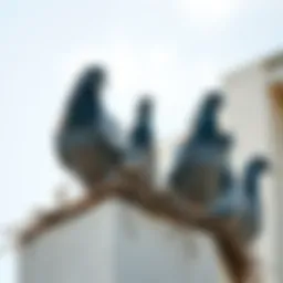 Pigeons Nesting on Balconies: An In-Depth Examination Introduction