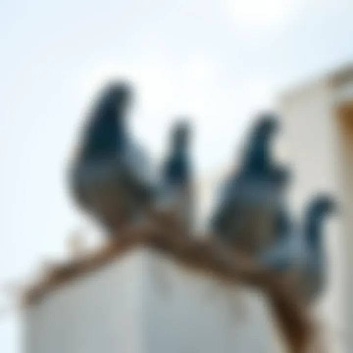 Pigeons Nesting on Balconies: An In-Depth Examination Introduction
