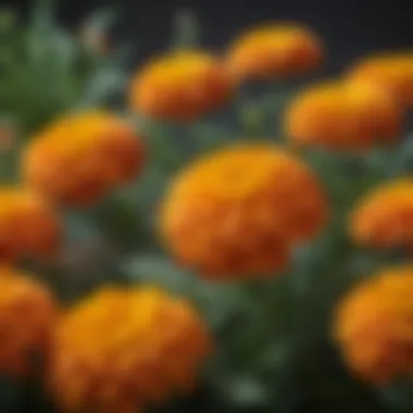 A close-up of marigolds, known for their pest-repellent properties.