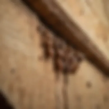 Close-up of termite damage on wood