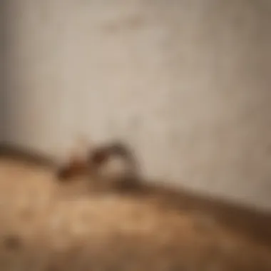 Homeowner inspecting foundation for termites