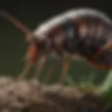 Close-up of an earwig in its natural habitat showing its distinctive pincher