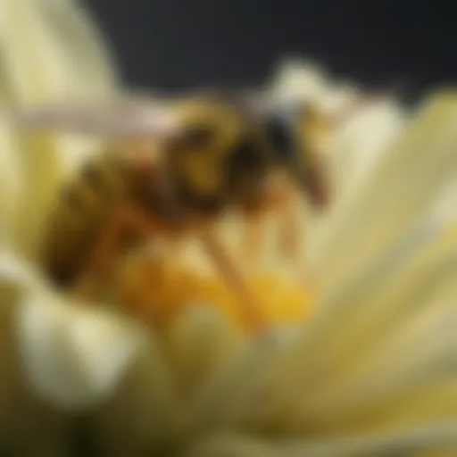 Close-up of a yellow jacket on a flower