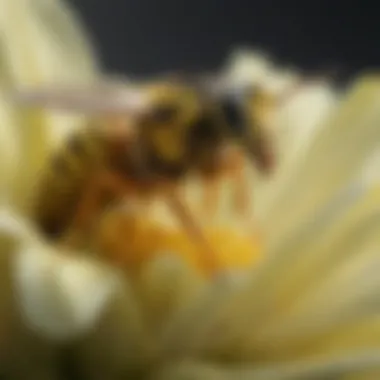The Intricate Beauty of Yellow Jackets Close-up of a yellow jacket on a flower