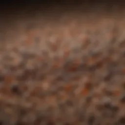 Close-up of protein ant bait granules highlighting their texture