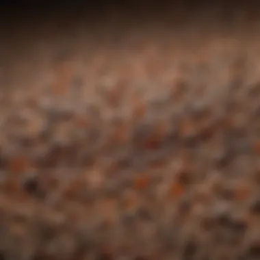 Texture of Protein Ant Bait Granules Close-up of protein ant bait granules highlighting their texture