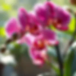 Raising Orchids: A Comprehensive Guide Introduction