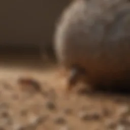 Comparison of roach droppings and mice droppings