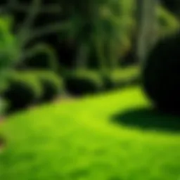 A lush, green lawn showcasing the results of professional care