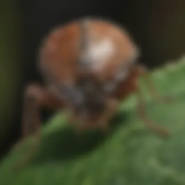 Stink Bug Close-Up Close-up of a stink bug on a plant leaf