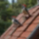 A beautifully designed roof with woodpecker deterrents installed