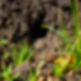 Vole burrow entrance in a garden