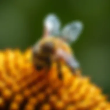 Strategies for Safely Removing Bees from Shrubs Summary Strategies for Safely Removing Bees from Shrubs Summary