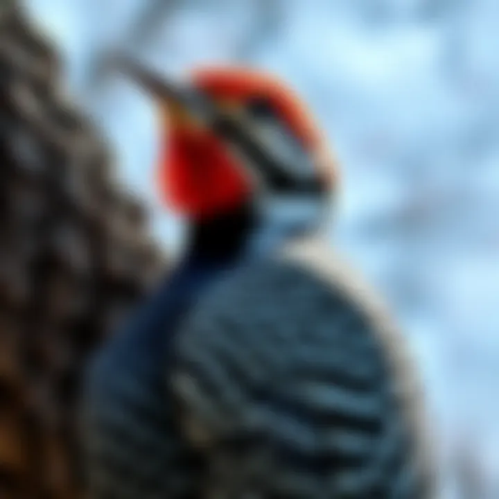 Notable Strategies for Trapping Woodpeckers: A Comprehensive Guide