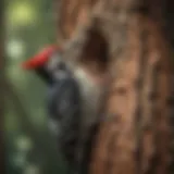 Woodpecker on a tree trunk