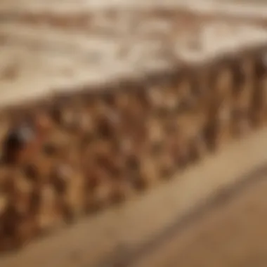 Close-up view of termite damage in wooden structures