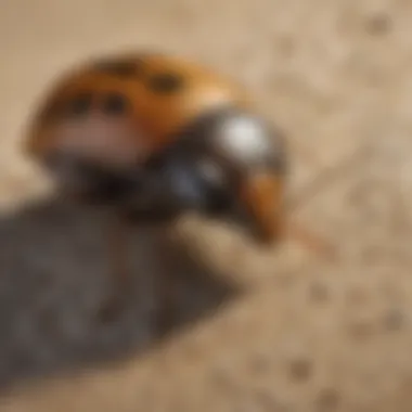 Common Household Pests in Surf City Diverse array of common household pests