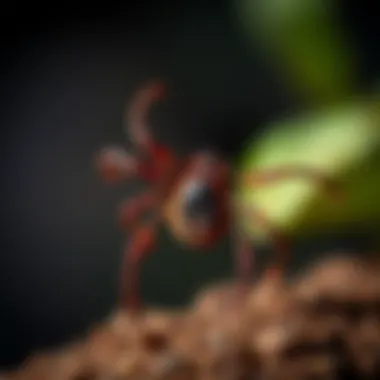 Talstar Tick Spray: An Effective Solution for Tick Management Summary Talstar Tick Spray: An Effective Solution for Tick Management Summary