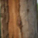 Close-up of termite damage on tree bark