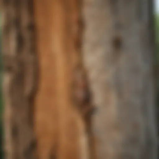 Close-up of termite damage on tree bark