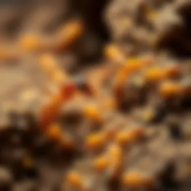 Termites and Their Response to Orange Oil Diagram showing termites and orange oil interaction