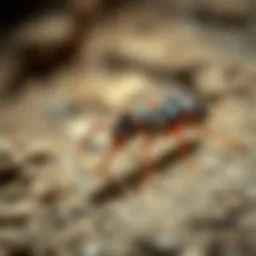 The Alpha Termite: Understanding the Leader of the Colony Introduction