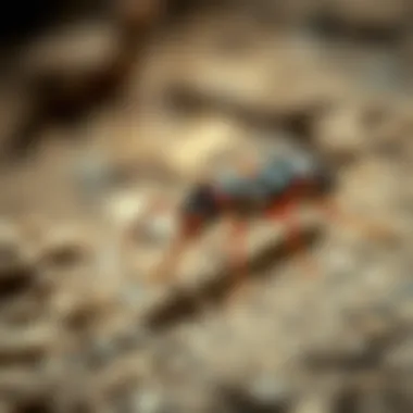 The Alpha Termite: Understanding the Leader of the Colony Introduction