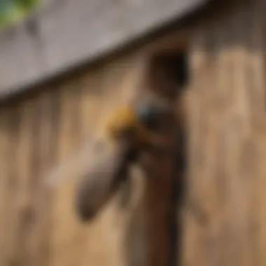 Damage Caused by Carpenter Bees Damaged wooden structure from carpenter bee infestation