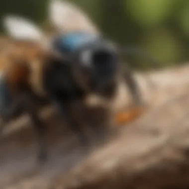 Carpenter Bee Nesting Behavior Diagram illustrating carpenter bee nesting behavior