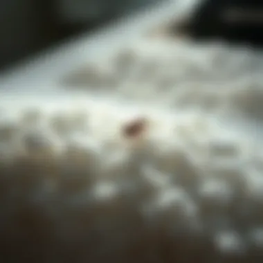 Notable The Efficacy of Sulfur in Bed Bug Control Notable The Efficacy of Sulfur in Bed Bug Control