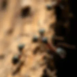 A close-up of wood-eating ants in their natural habitat